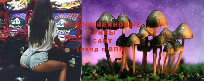 Псилоцибиновые грибы Cubensis  что такое   Болгар 